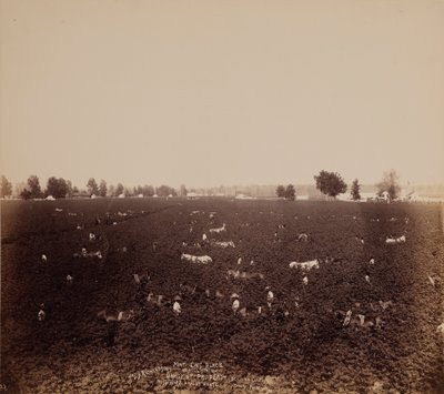 Mathews Place, Lobdel Station, Jas. S. Richardsons Anwesen, Bolivar Co., Miss., Mississippi-Tal von John Horgan Jr.
